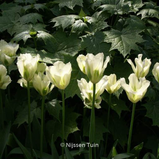 Tulipa 'Spring Green'
