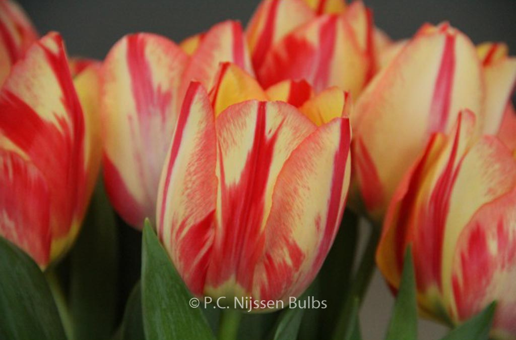 Tulipa 'Spryng Break'