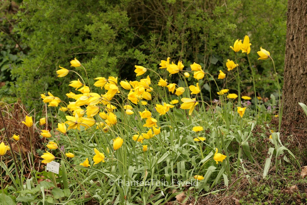 Tulipa sylvestris