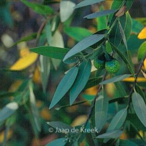 Umbellularia californica