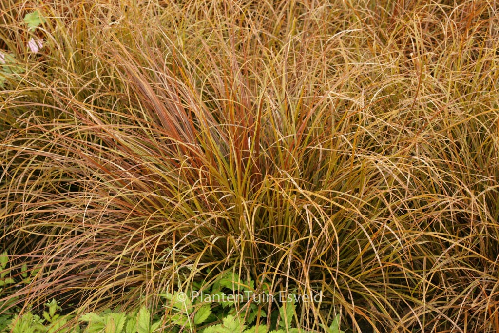 Uncinia uncinata 'Rubra'