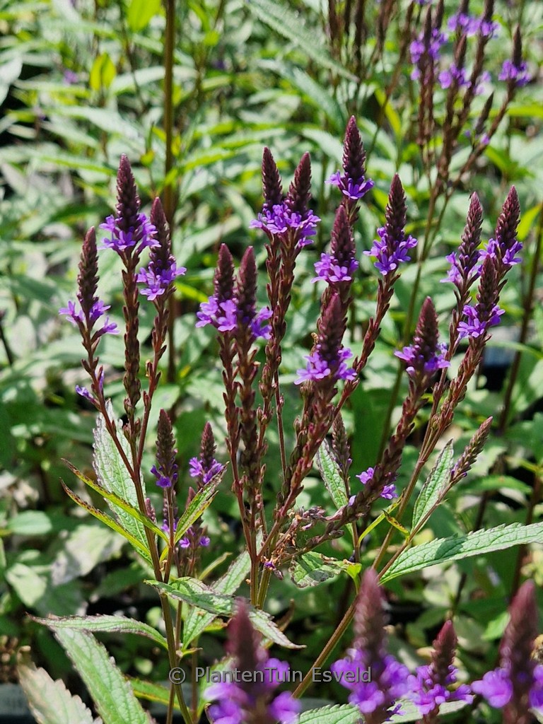 Verbena hastata 'Blue Spires'