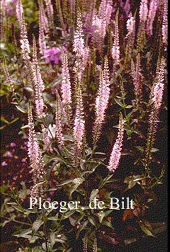 Veronica spicata 'Pink Damask'