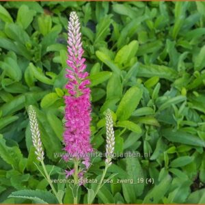 Veronica spicata 'Rosa Zwerg'