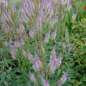 Veronicastrum virginicum 'Erika'