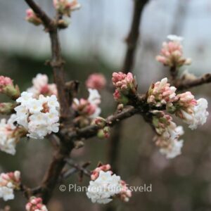 Viburnum bodnantense 'Deben'