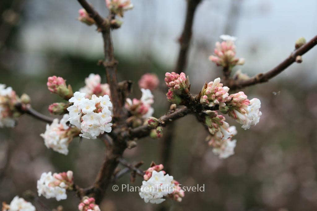 Viburnum bodnantense 'Deben'