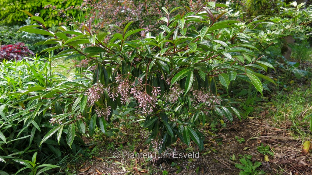 Viburnum oliganthum 'Kyo kanzashi'