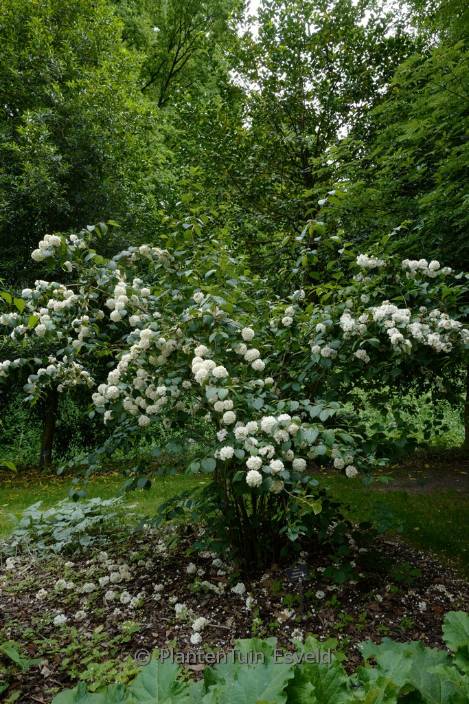 Viburnum plicatum 'Thunberg's Original'