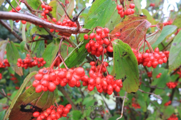 Viburnum setigerum
