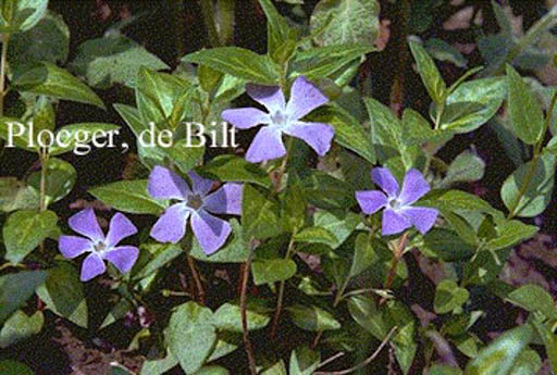 Vinca major 'Reticulata'