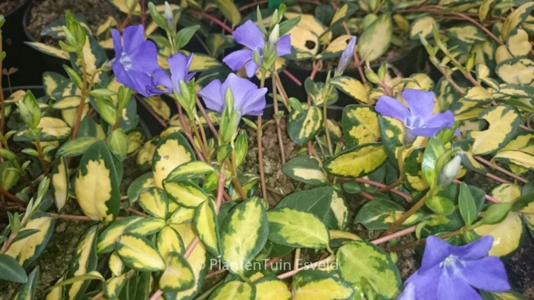 Vinca minor 'Cahill' (ILLUMINATION)