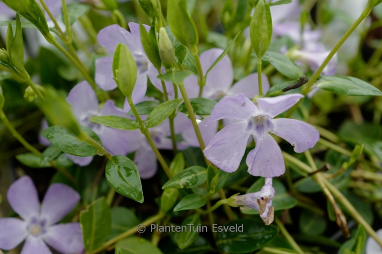 Vinca minor 'Josefine'
