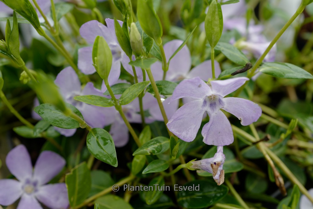 Vinca minor 'Josefine'