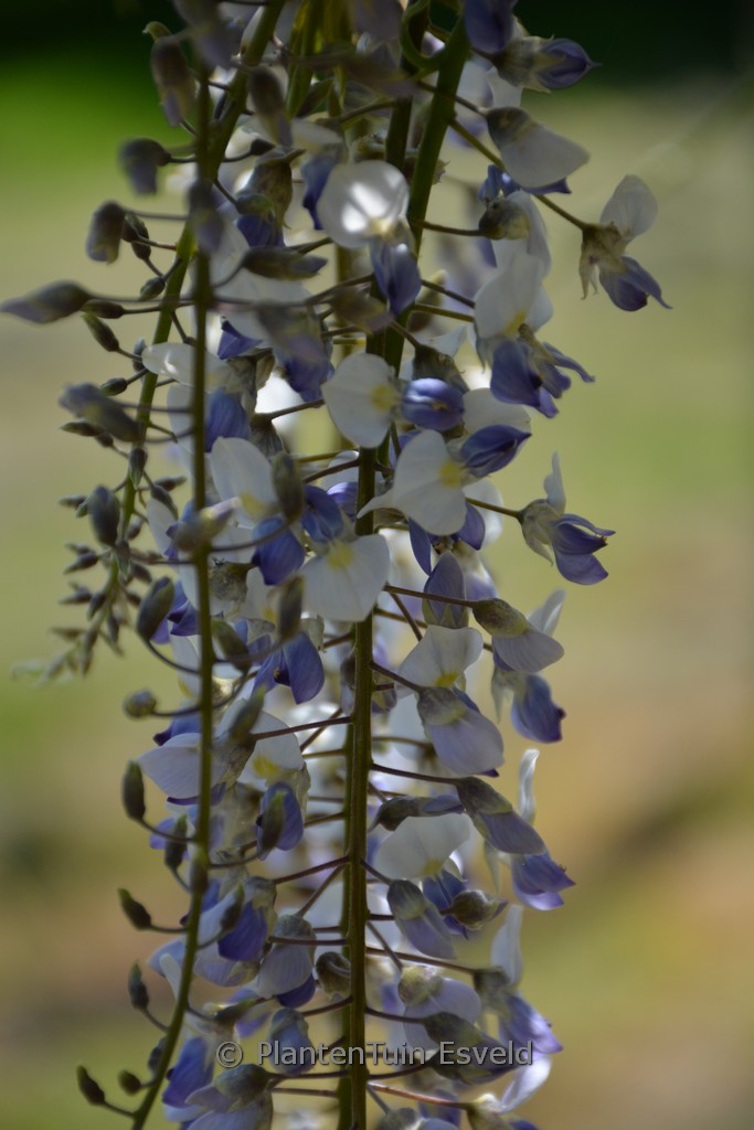 Wisteria floribunda 'Texas Falls'