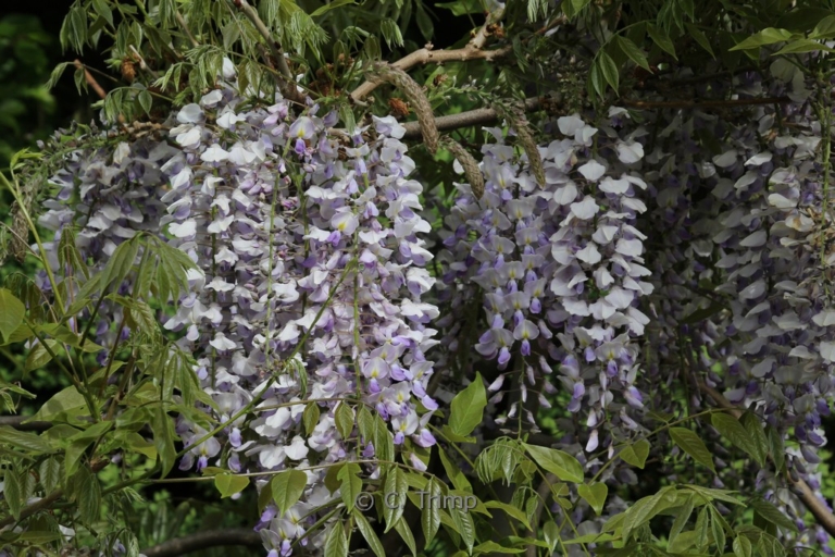 Wisteria formosa 'Enchantment'