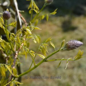 Wisteria frutescens 'Delta Blue'