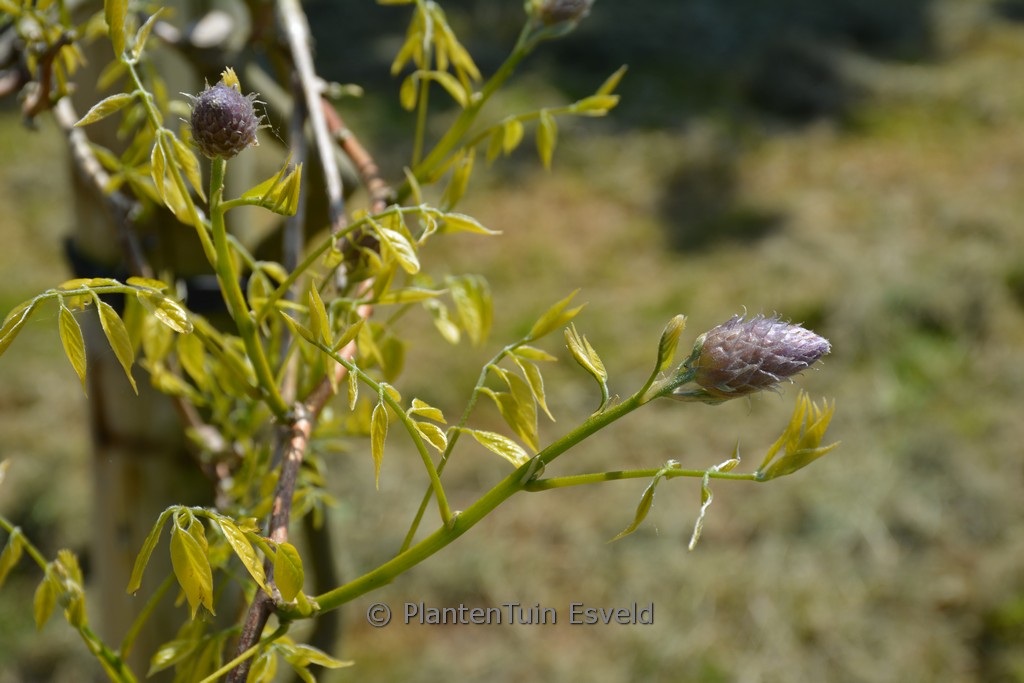 Wisteria frutescens 'Delta Blue'