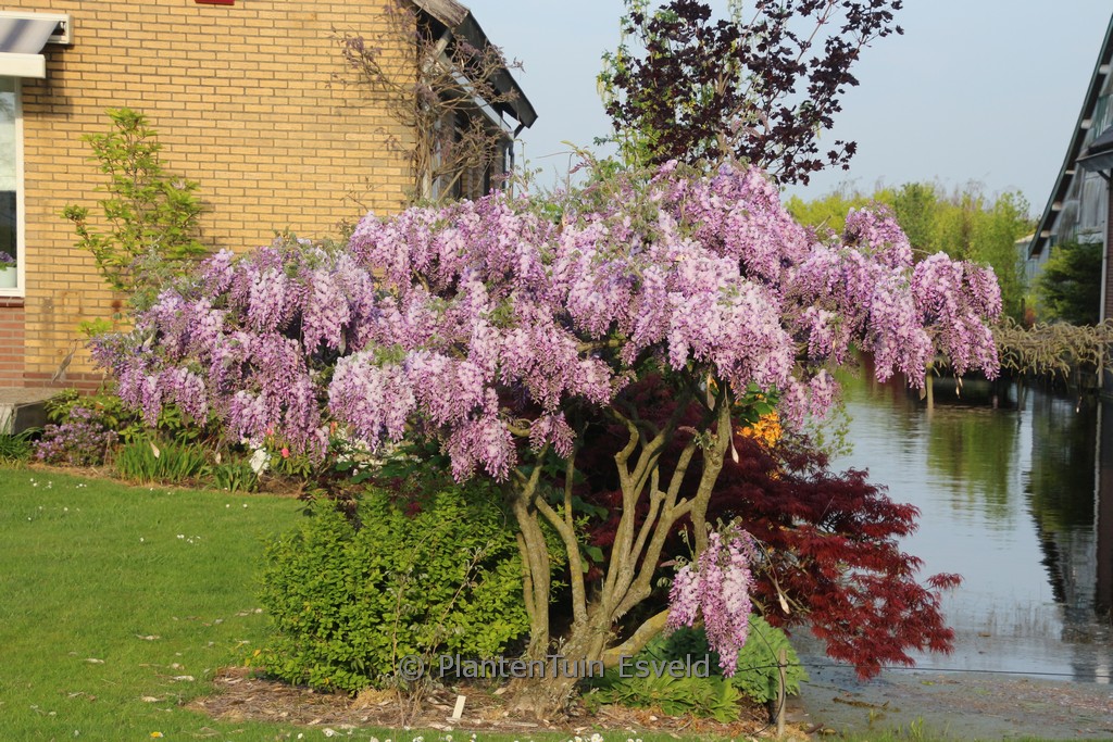 Wisteria sinensis 'Dawn'