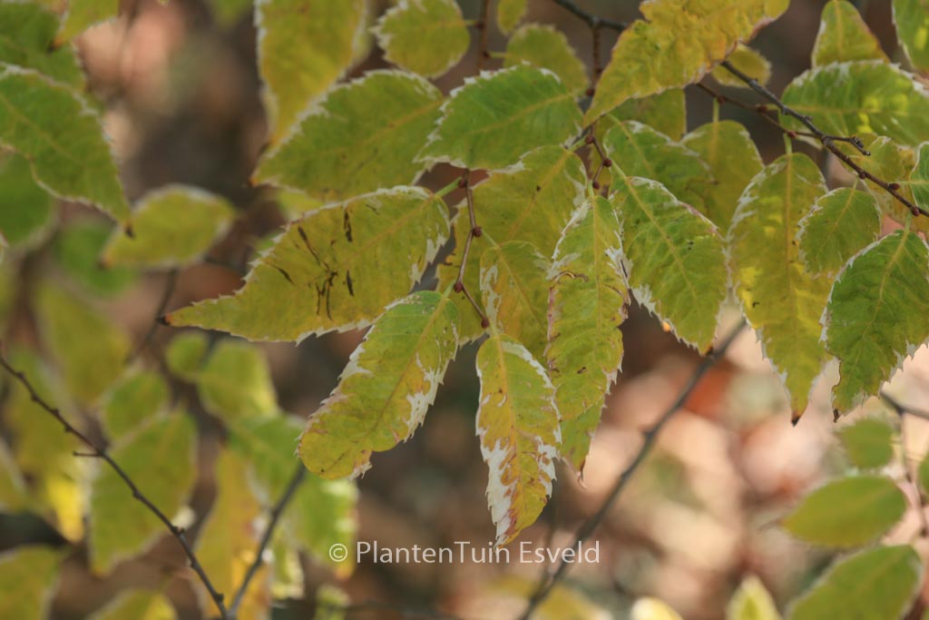 Zelkova serrata 'Variegata'