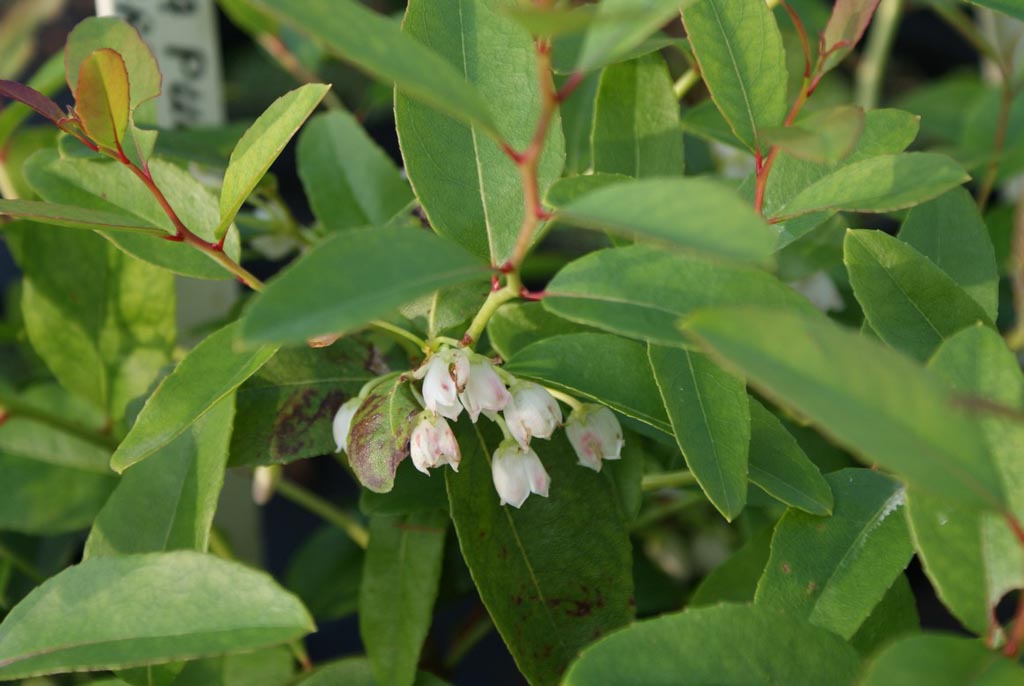 Zenobia pulverulenta 'Raspberry Ripple'