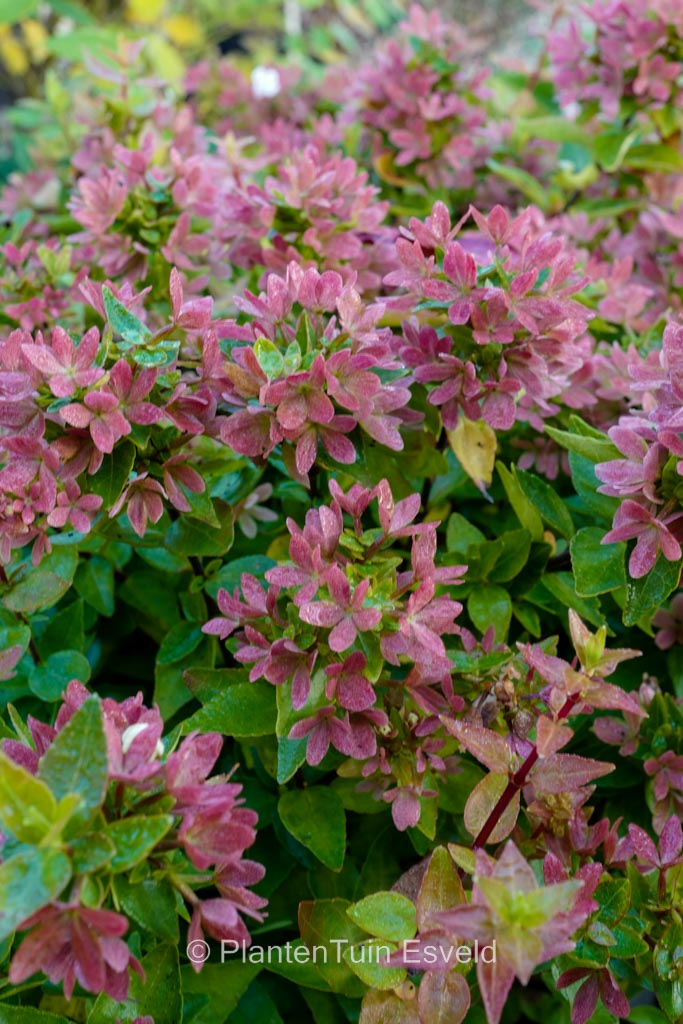 Abelia grandiflora 'Little Lady'