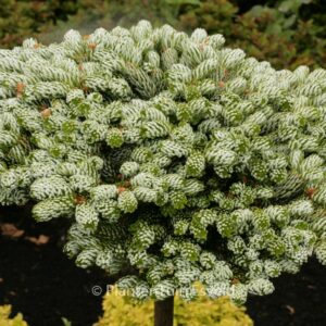 Abies koreana 'Kohout's Icebreaker'
