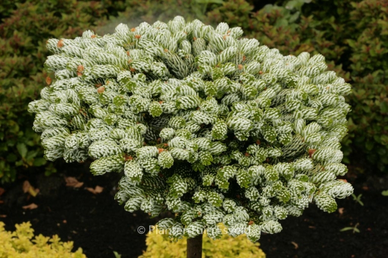 Abies koreana 'Kohout's Icebreaker'