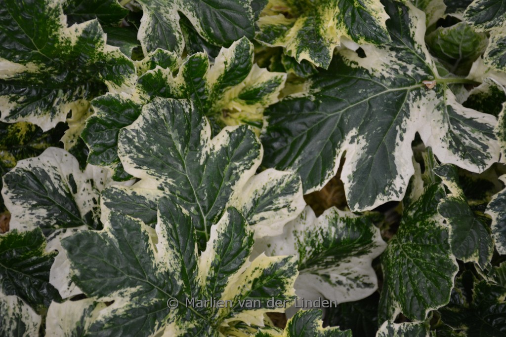 Acanthus 'Whitewater'