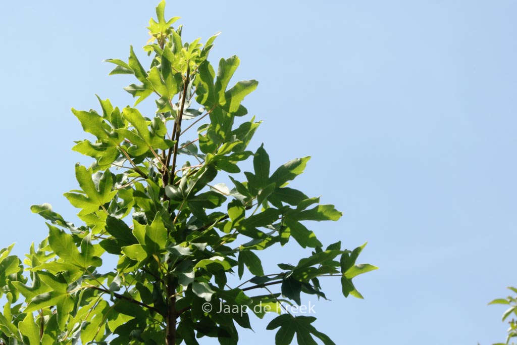 Acer campestre 'Anny's Globe'