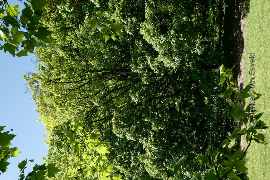 Acer campestre 'Elsrijk'