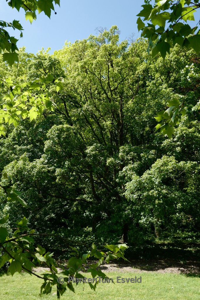 Acer campestre 'Elsrijk'