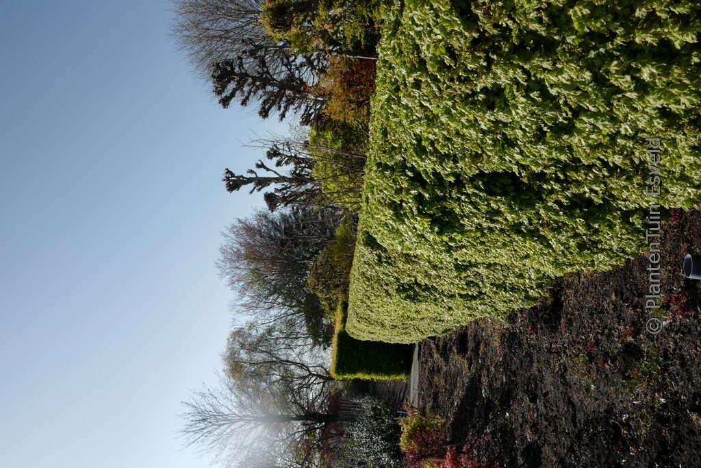 Acer campestre 'Nanum'