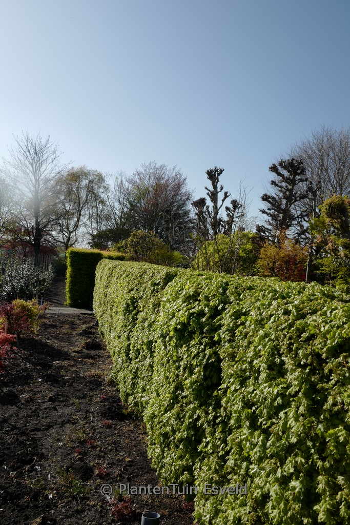 Acer campestre 'Nanum'