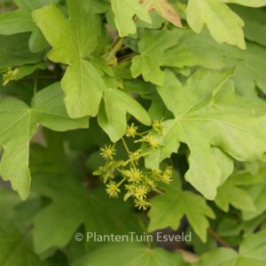 Acer campestre 'William Caldwell'