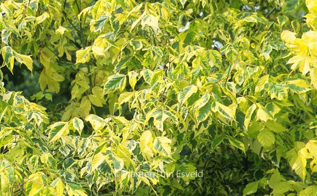Acer negundo 'Aureomarginatum'