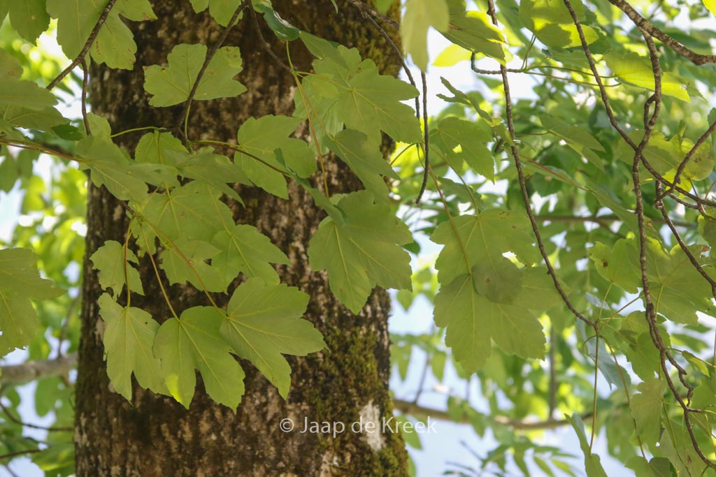 Acer opalus