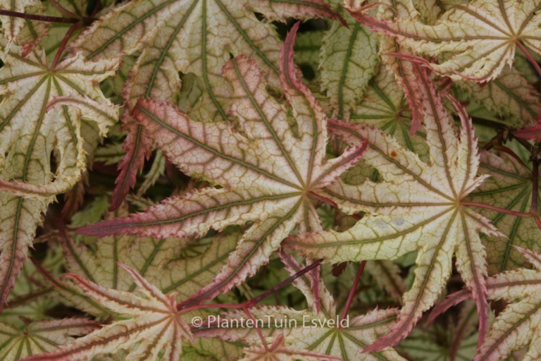 Acer palmatum 'Peaches and Cream'