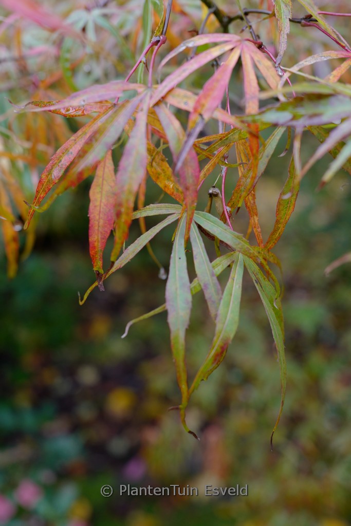 Acer palmatum 'Villa Taranto' - Afbeelding 2