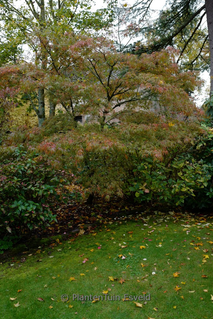 Acer palmatum 'Villa Taranto' - Afbeelding 3