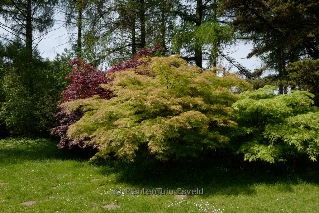 Acer palmatum 'Villa Taranto' - Afbeelding 4
