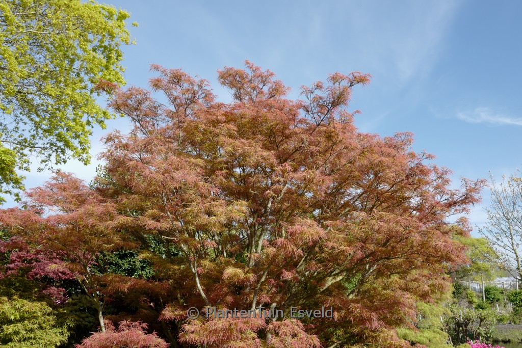 Acer palmatum 'Villa Taranto' - Afbeelding 5