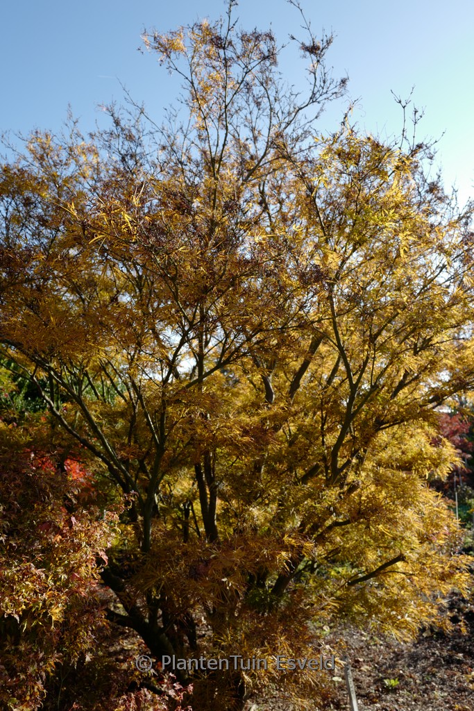 Acer palmatum 'Villa Taranto' - Afbeelding 6