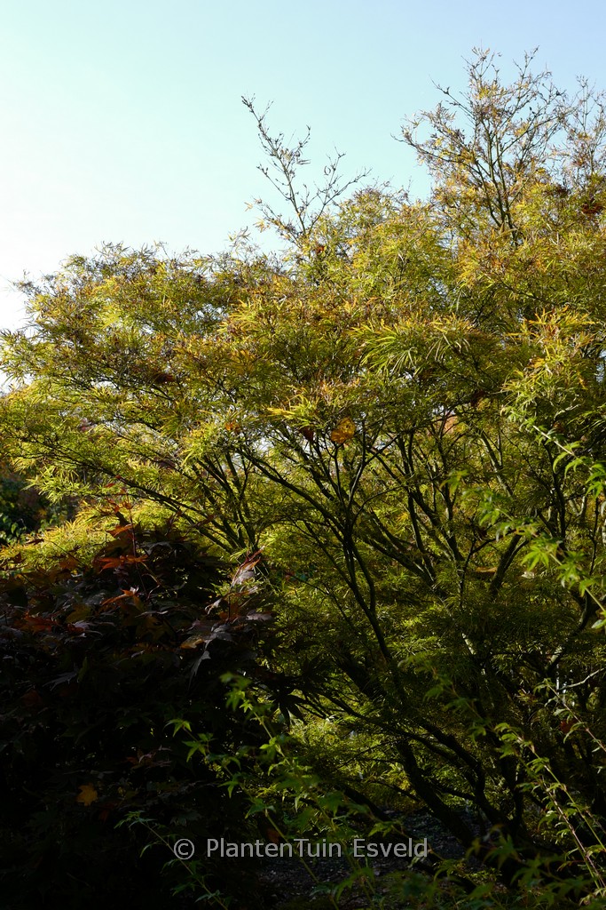Acer palmatum 'Villa Taranto' - Afbeelding 7