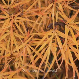 Acer palmatum 'Villa Taranto'