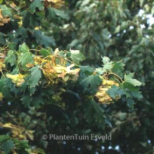 Acer platanoides 'Cleveland'