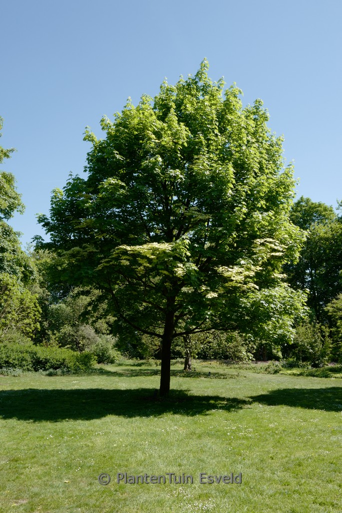 Acer platanoides 'Drummondii' - Afbeelding 2