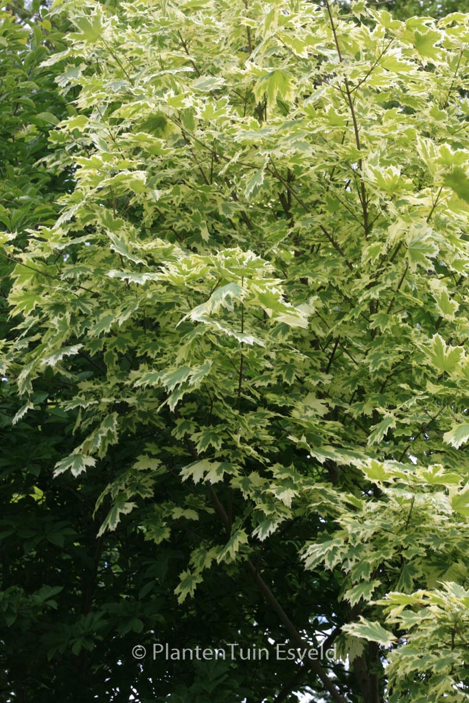Acer platanoides 'Drummondii' - Afbeelding 3