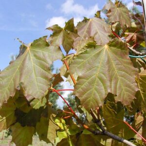 Acer platanoides 'Farlake's Green'
