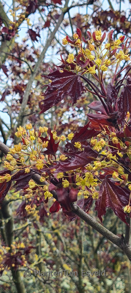 Acer platanoides 'Royal Red'